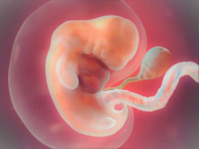 Как происходит развитие эмбриона человека?